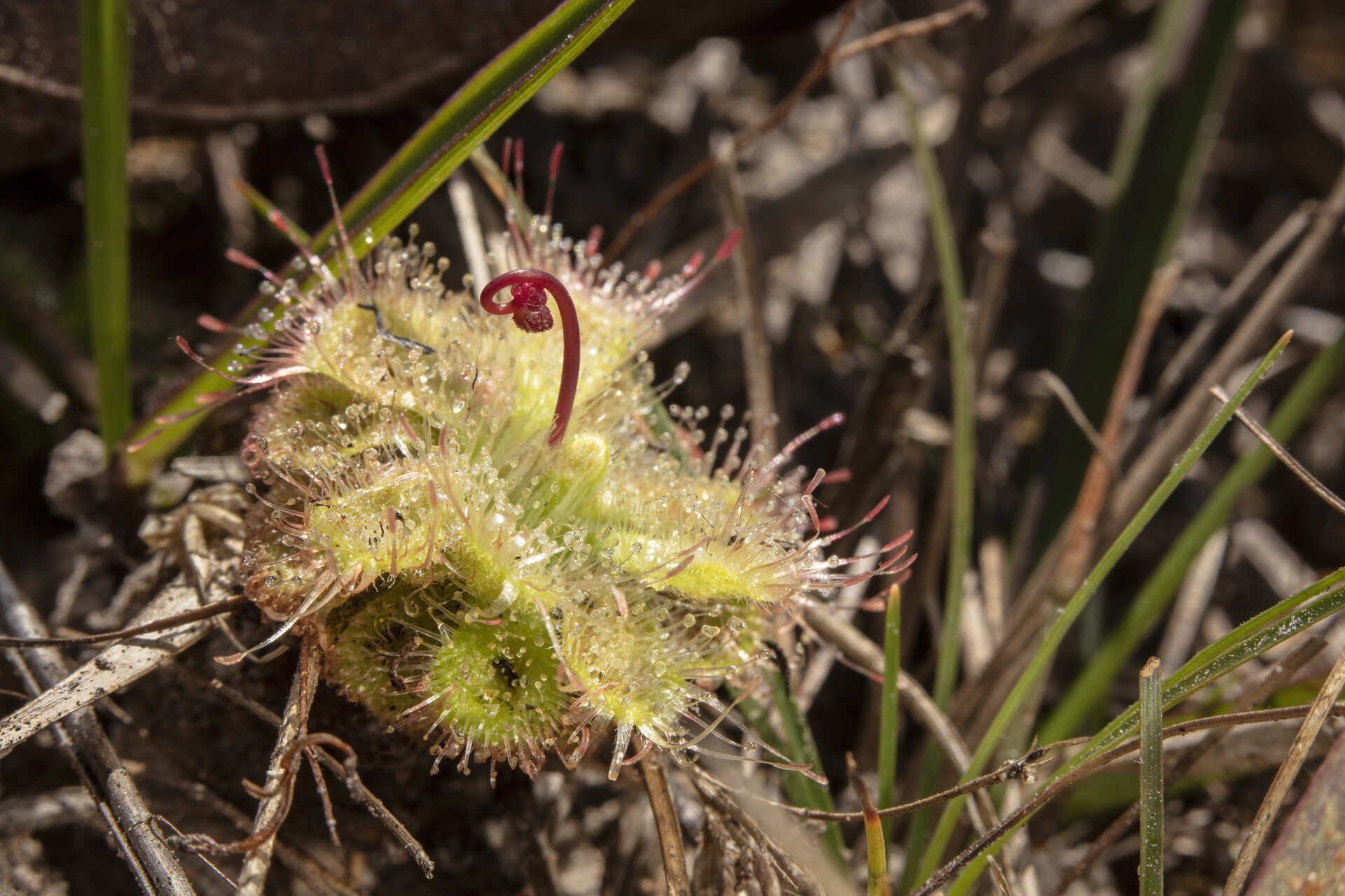 Drosera burmannii at Phu Kradueng, part of the meeting presentation.