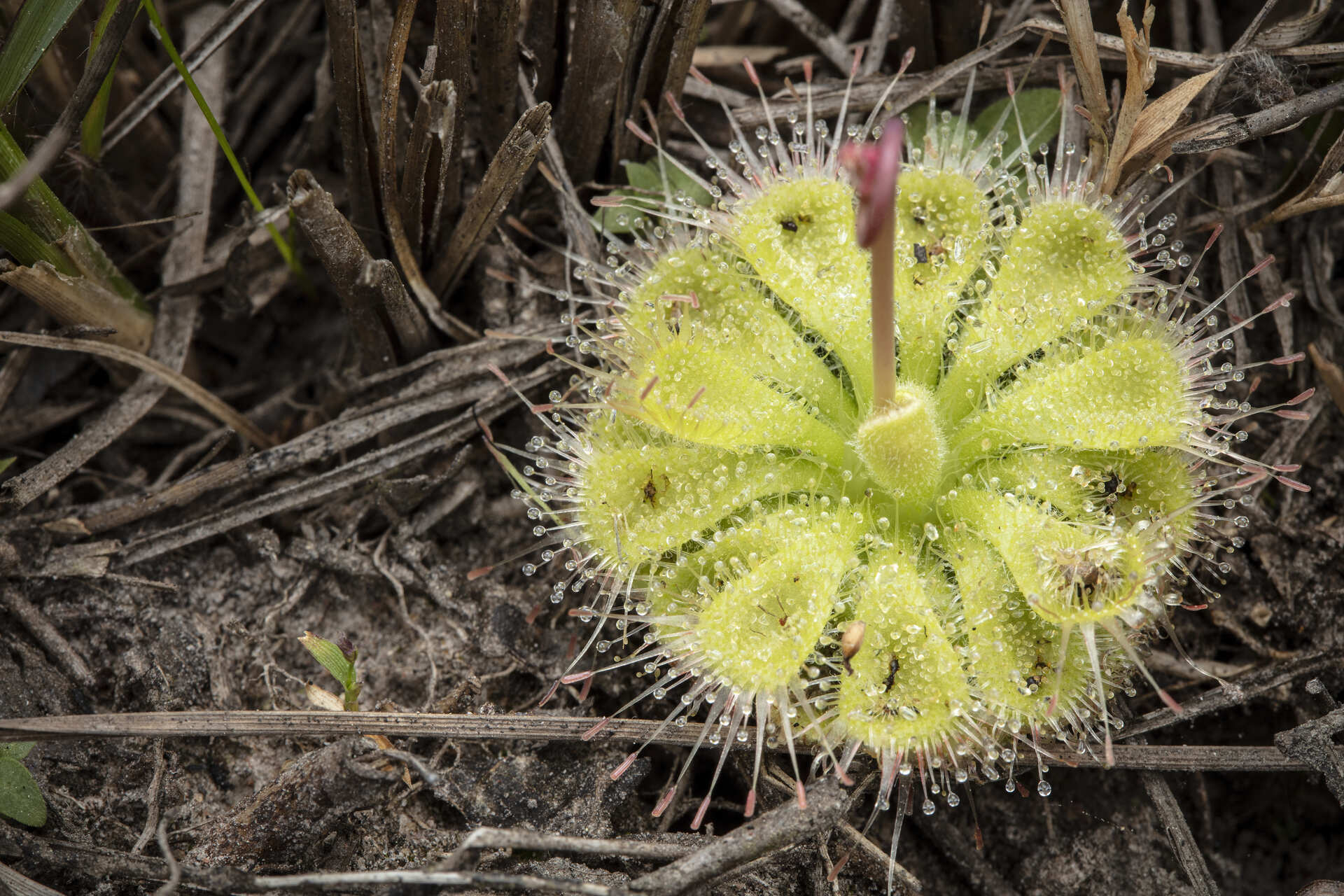 Drosera burmannii in northern Thailand