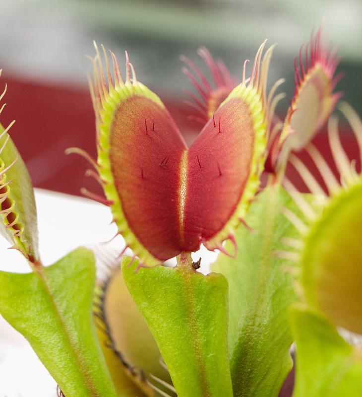 Dionaea