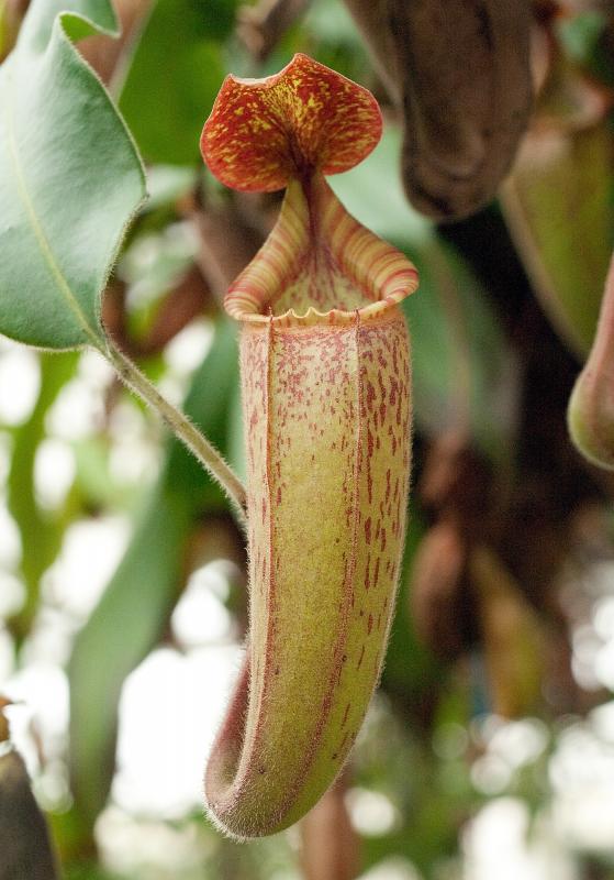 Nepenthes