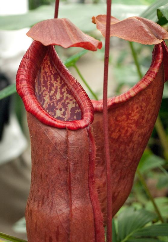 Nepenthes