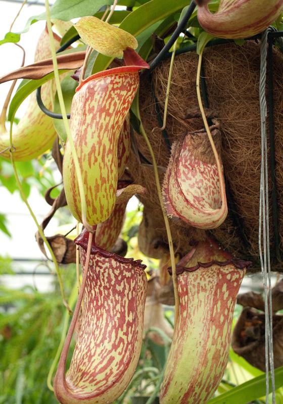 Nepenthes