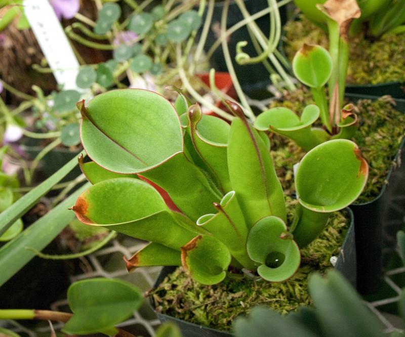 Heliamphora