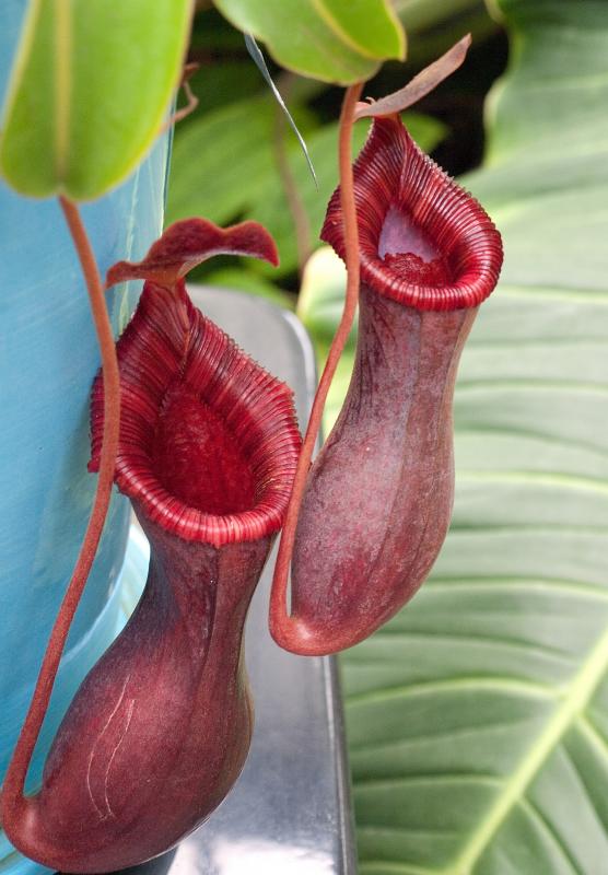 Nepenthes