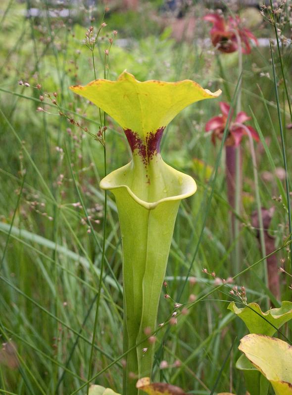 Sarracenia flava