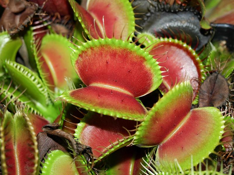 Dionaea B52