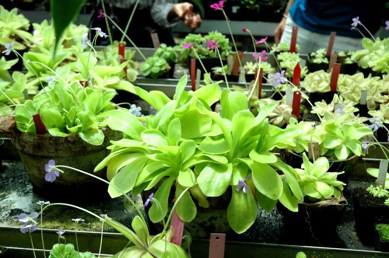 Mexican Pinguicula