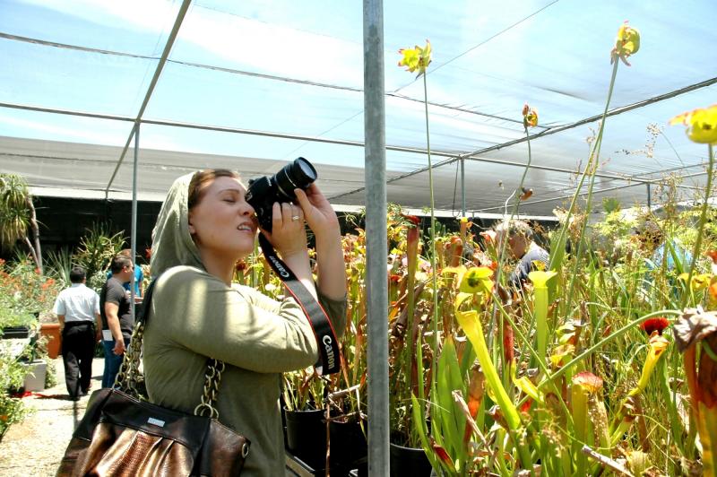 Sarracenia and photographer