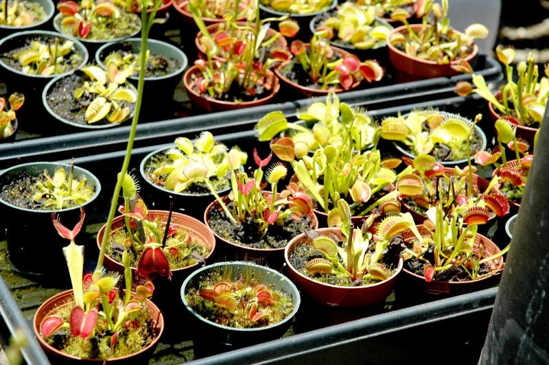 Dionaea in trays