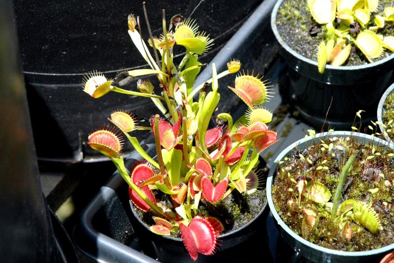 Dionaea