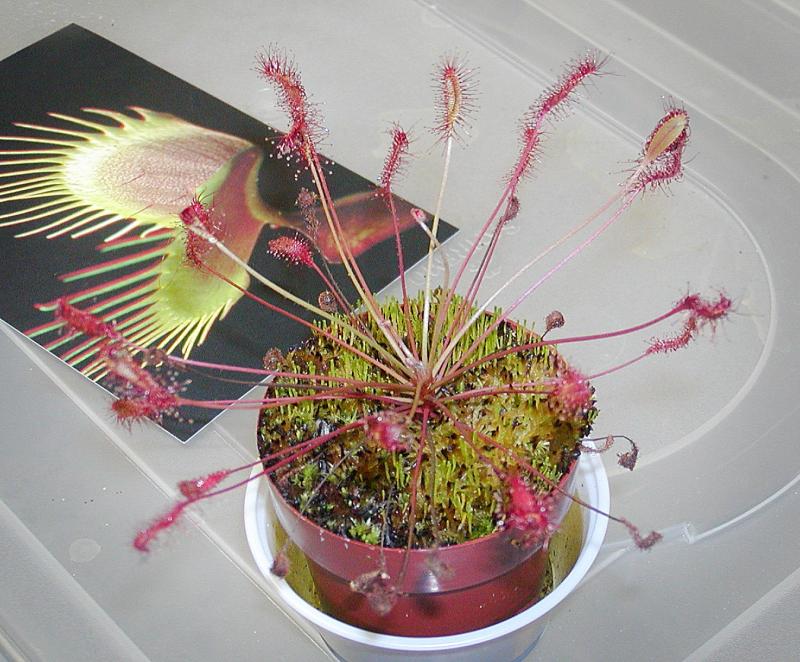 Drosera