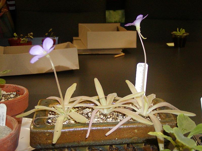 Pinguicula