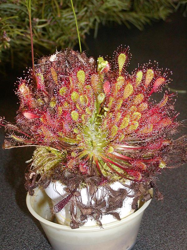 Ivans Drosera