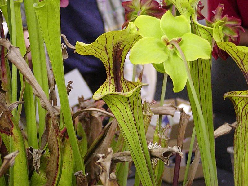 Sarracenia