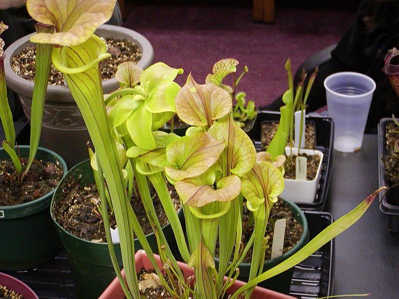 Sarracenia