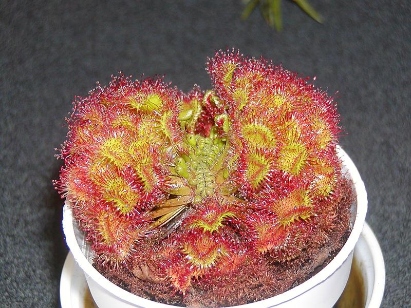 Ivans Drosera