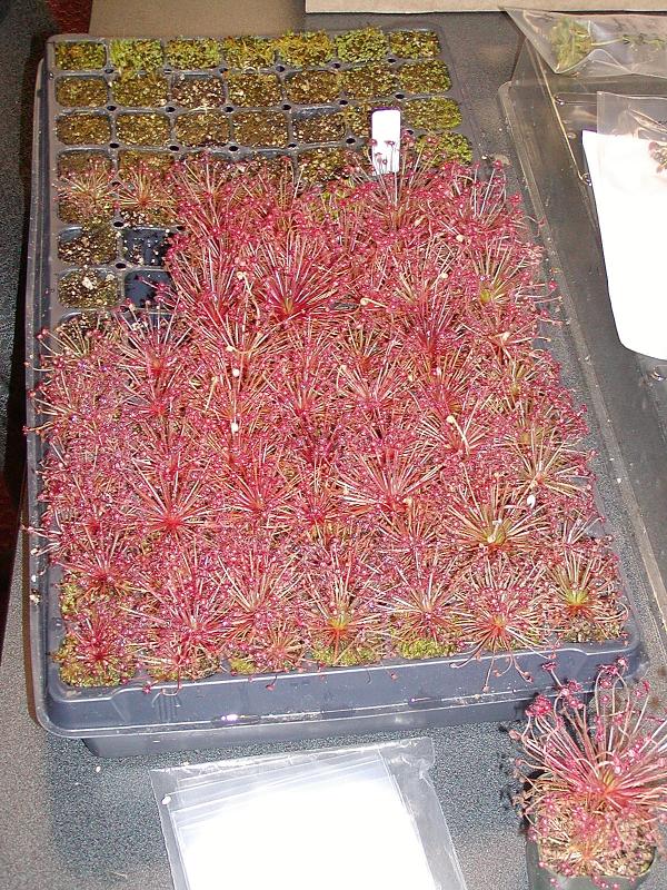 Petiolaris Drosera