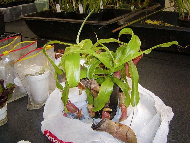 Nepenthes