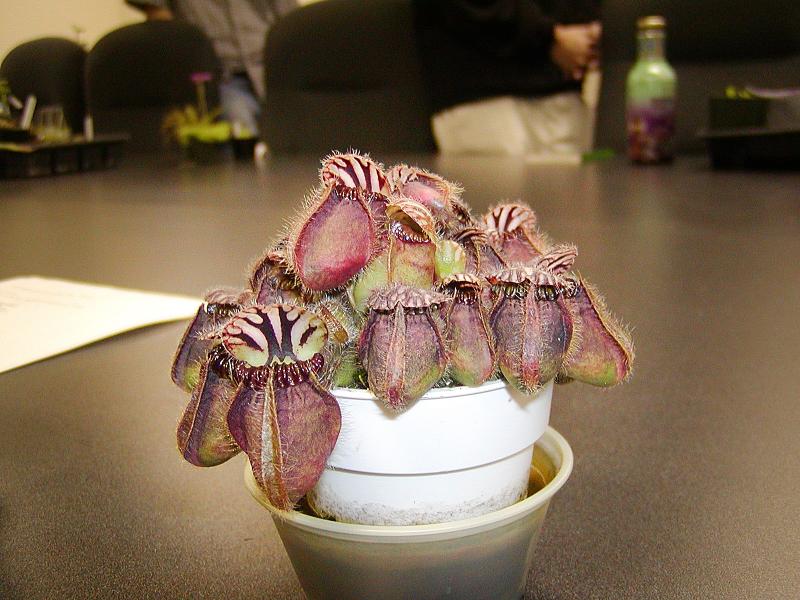 Cephalotus