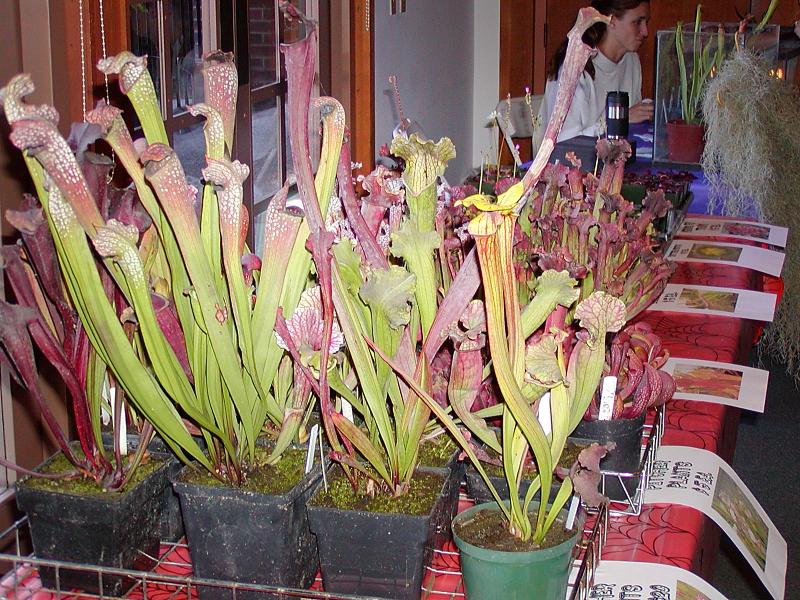 Sarracenia