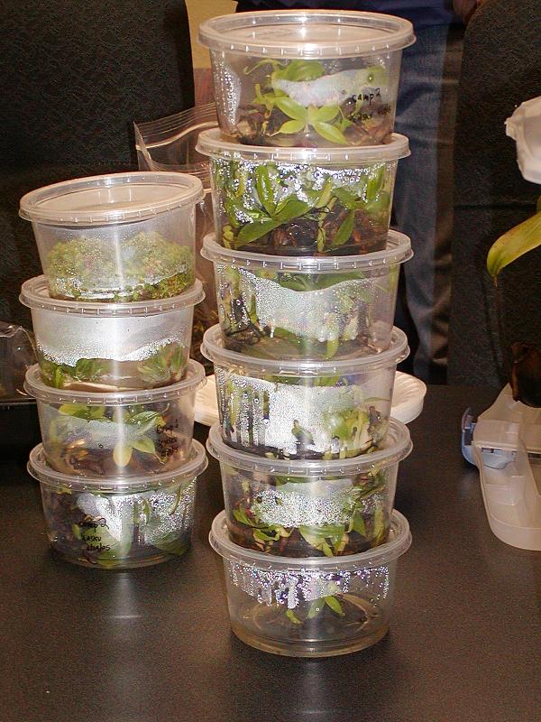 Tissue culture tubs