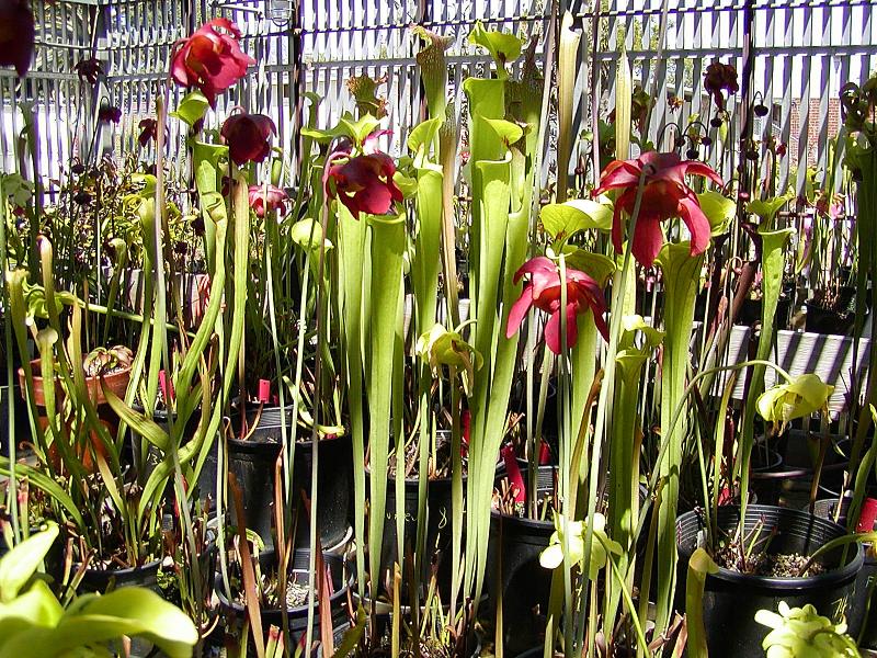 Sarracenia