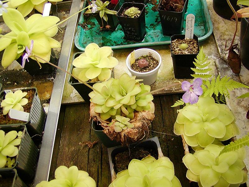 Pinguicula