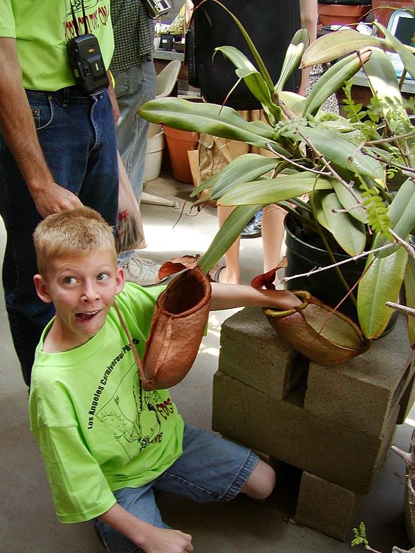 Nepenthes