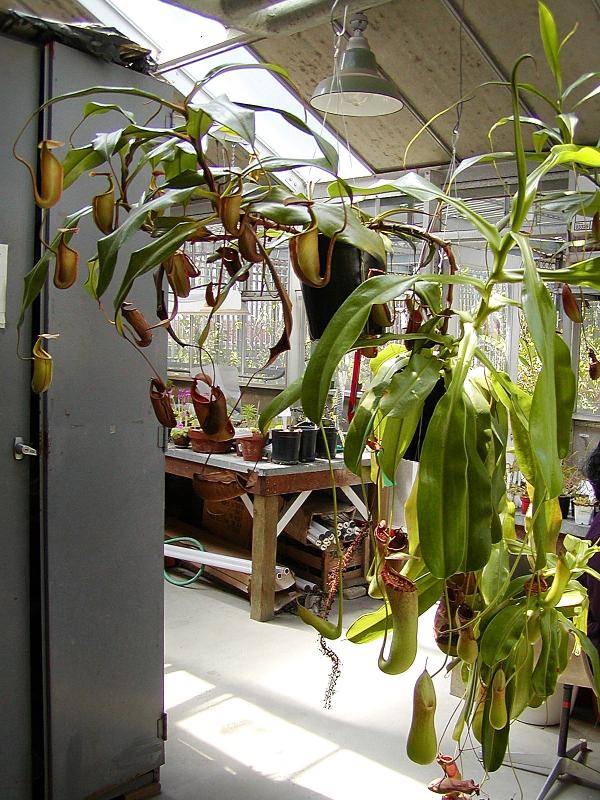 Nepenthes