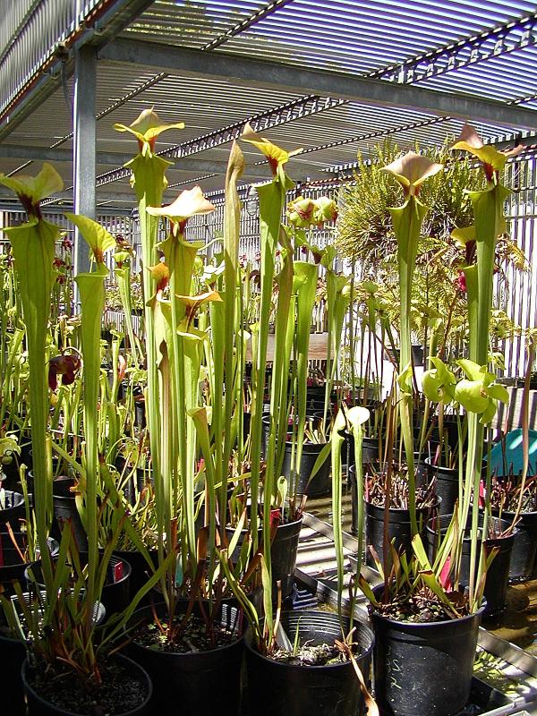 Sarracenia