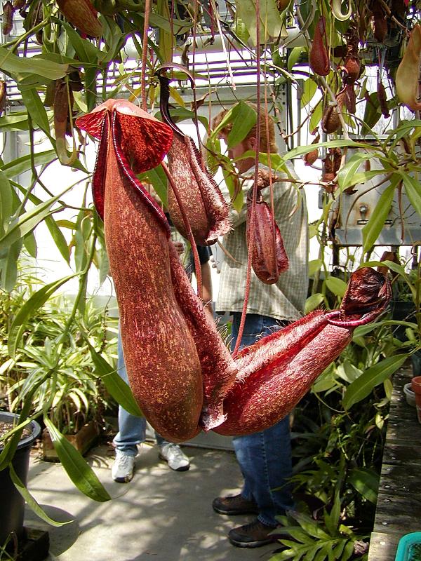 Nepenthes