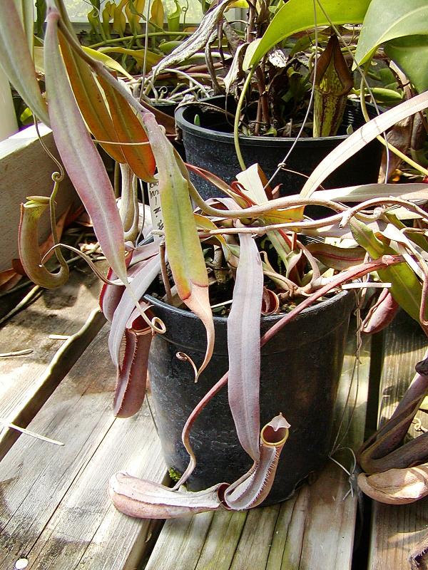 Nepenthes