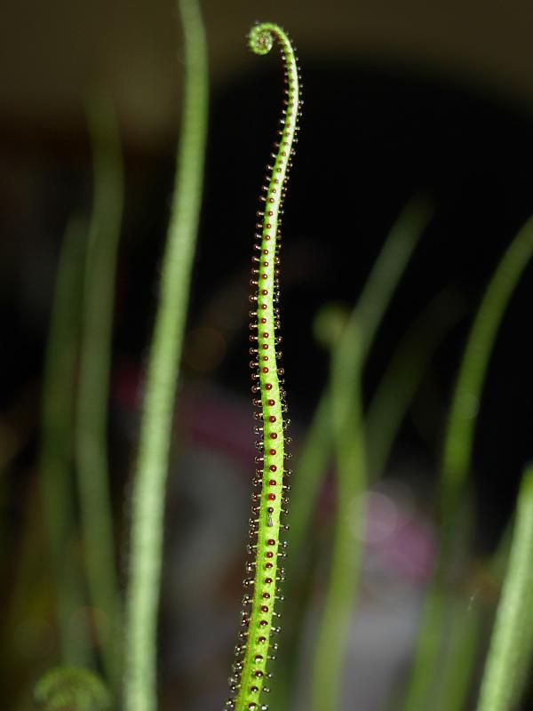 Drosophyllum