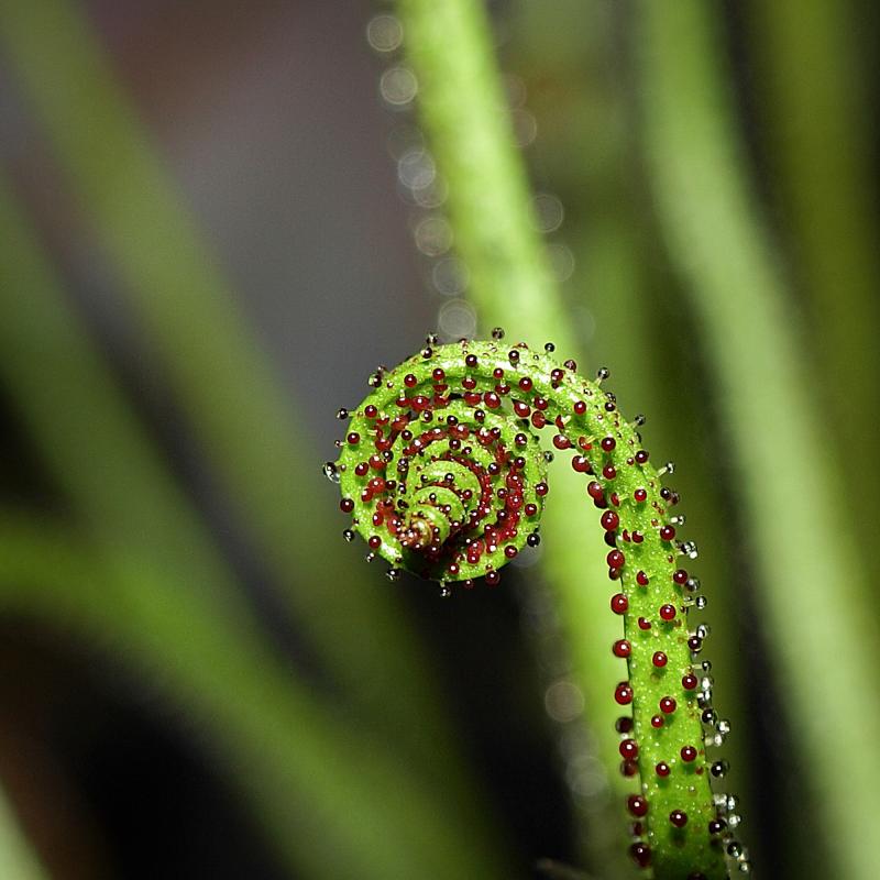 Drosophyllum