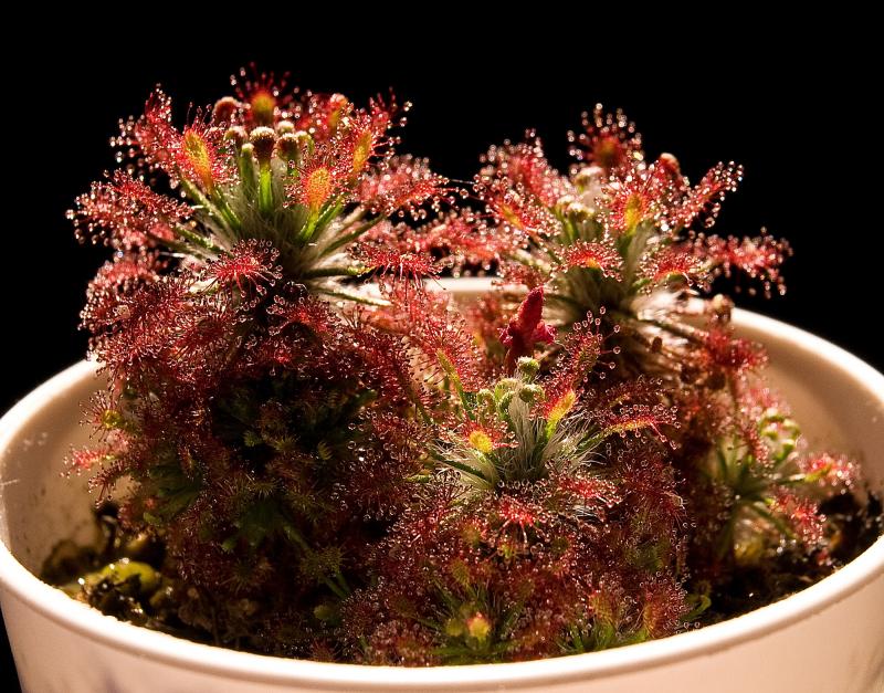 Drosera meristocaulis