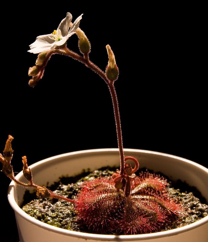 Drosera