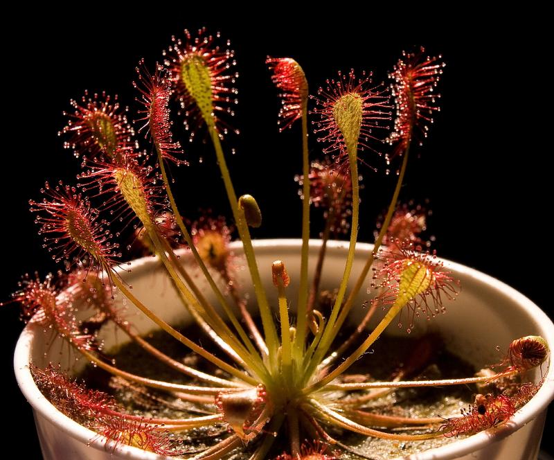 Drosera