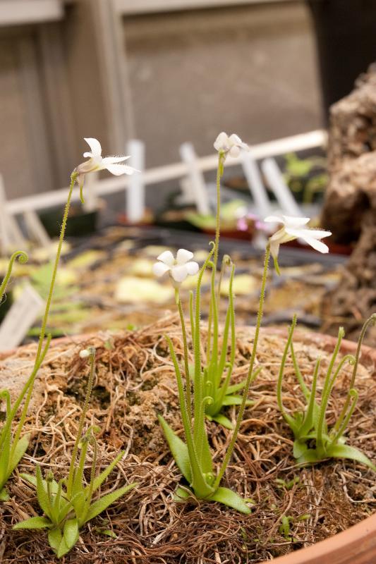 Pinguicula 