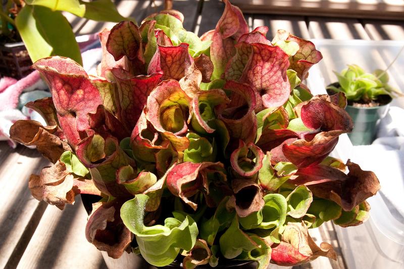 Sarracenia purpurea