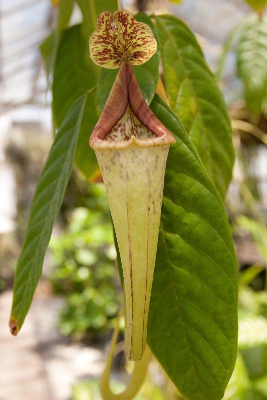 Nepenthes