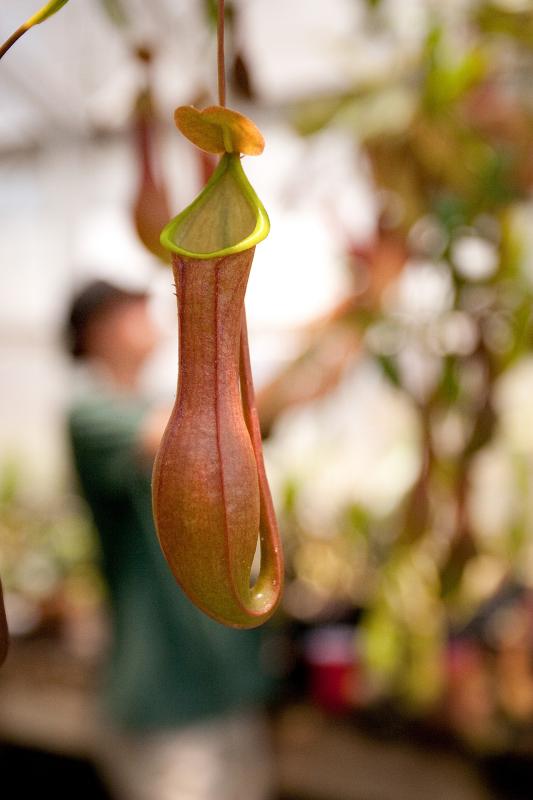 Nepenthes