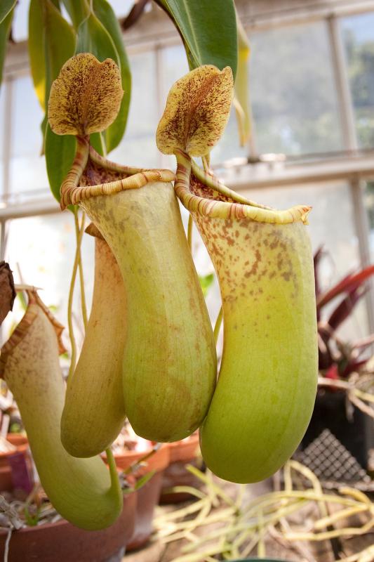 Nepenthes