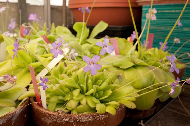 Pinguicula