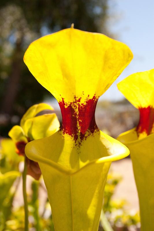 Sarracenia flava