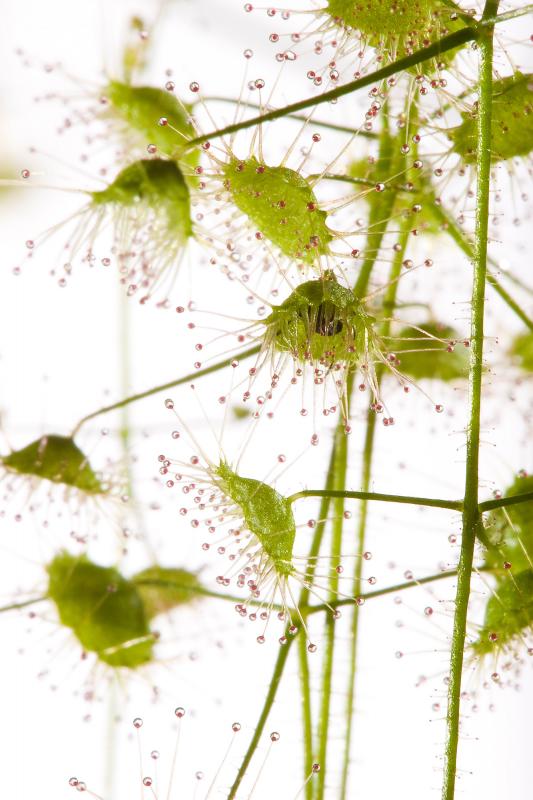 tuberous Drosera