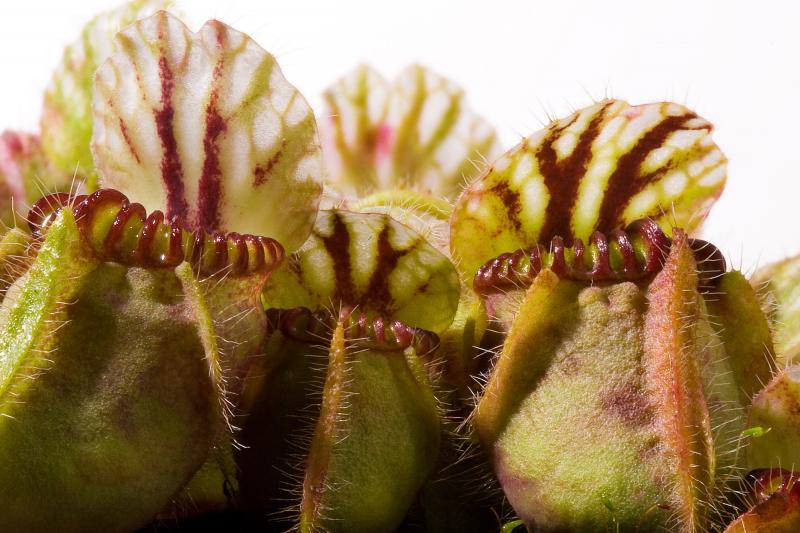 Cephalotus