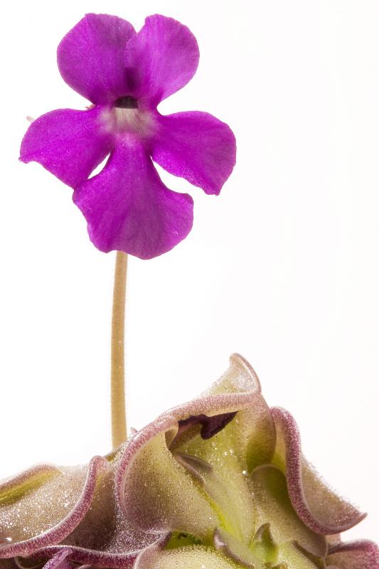 Pinguicula cyclosecta 