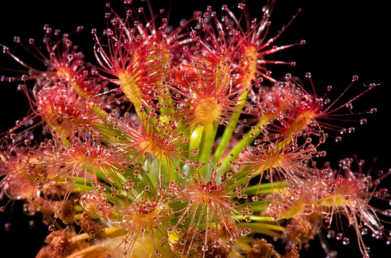 Drosera