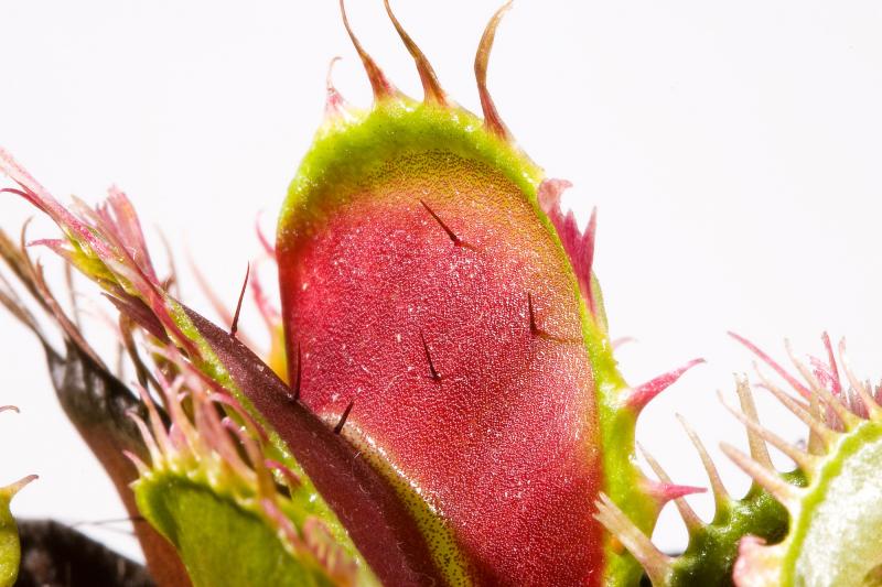 Dionaea muscipula