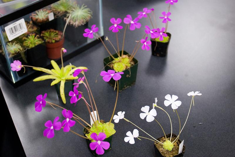 Pinguicula